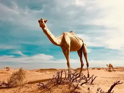 Evening Desert Safari